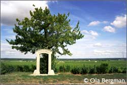 Clos des Ormes, Morey-Saint-Denis.