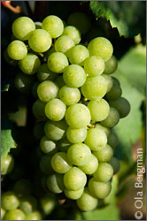Chardonnay, Burgundy.