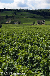 Les Groseilles, Chambolle-Musigny