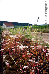 Chambertin Clos de Beze, Gevrey-Chambertin