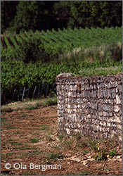 Ladoix, Burgundy.