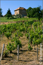 Saint-Véran vines in Saint-Vérand.