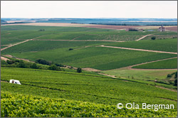 Chablis Beauregard, Courgis.