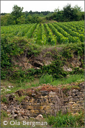 Beaurepaire, Santenay.