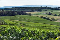 Montagny-lès-Buxy, Burgundy.