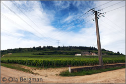 Nuits-Saint-Georges, Burgundy.