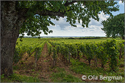 Chambolle-Musigny.