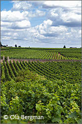 Chambolle-Musigny.
