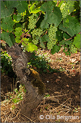 Aligoté vine at Domaine Michel Gay in Chorey-lès-Beaune.