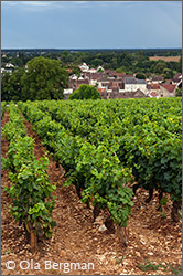 Aloxe-Corton, Les Maréchaudes and Ladoix-Serrigny.