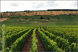 Nuits-Saint-Georges.