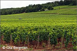 Nuits-Saint-Georges, Burgundy.