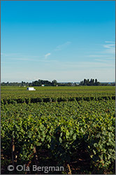 Savigny-lès-Beaune.