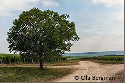 Butteaux, Forets, Chablis.
