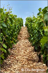 Montmain, Chablis