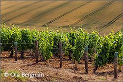 Montmain, Chablis.