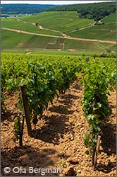 Pernand-Vergelesses, Burgundy.