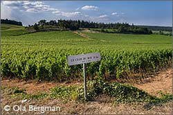 Clos du Rois, Mercurey.