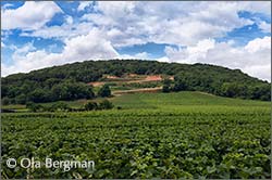 Marsannay, Burgundy.