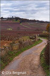 Givry, Burgundy.