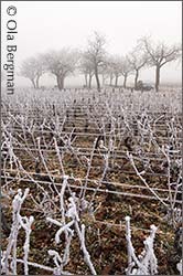 Marsannay, Burgundy.