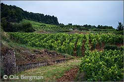 Gevrey-Chambertin premier crus, Burgundy.