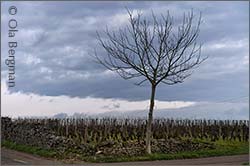Vide Bourse, Chassagne-Montrachet, Burgundy.