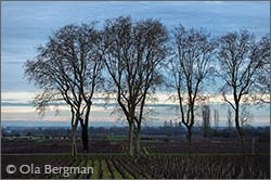 Pommard, Burgundy.