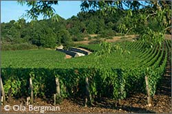 Musigny grand cru, Burgundy.