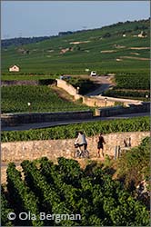 Vougeot, Burgundy.