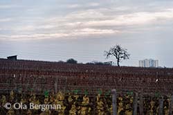 Marsannay, Clos du Roy.