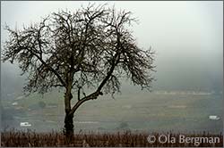 Gevrey-Chambertin, Les Carougeots.