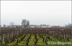 Gevrey-Chambertin, Burgundy.