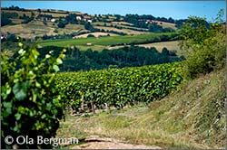 Saint-Sernin-du-Plain, Burgundy.