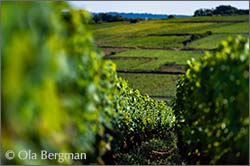 Maranges premier cru, Clos des Loyères, Burgundy.