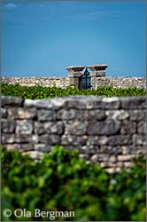 Clos des Perrières, Meursault, Burgundy.