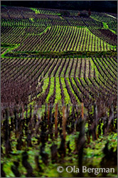 Vosne-Romanée, Burgundy.