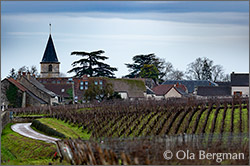 Vosne-Romanée, Burgundy.