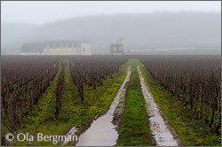 Clos de Vougeot, Burgundy.