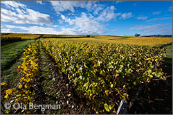 Montagny, Burgundy.
