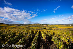 Montagny, Burgundy.