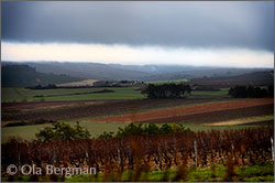 Saint-Bris-le-Vineux, Burgundy.