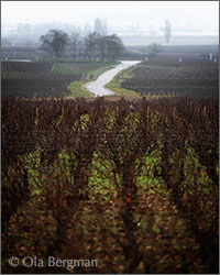 Volnay, Burgundy.