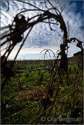 Volnay premier cru Clos des Chênes.