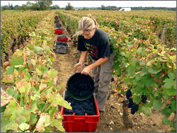 Alexandrine Roy at Domaine Marc Roy in Gevrey-Chambertin, Burgundy.